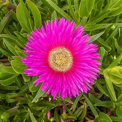 CHORÃO DAS PRAIAS (Carpobrotus edulis) - Pote 6