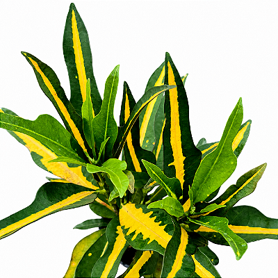 CRÓTON GOLD (Codiaeum variegatum) - Pote 11
