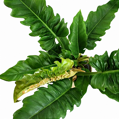 FILODENDRO JACARÉ (Thaumatophyllum bipinnatifidum 'Narrow') - Pote 14