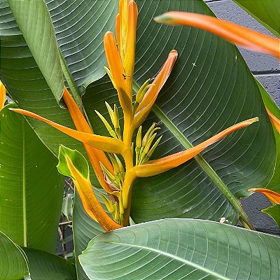 HELICONIA AMARELA (Heliconia aemygdiana) - Muda com até 1,20m