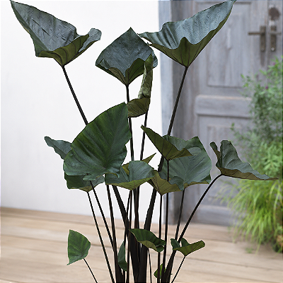 Colocasia Tea Cup - Muda com até 70 cm