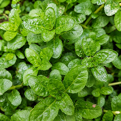 POEJO (Mentha pulegium) - Muda com até 20 cm