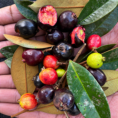 CAMBUCÁ PRETO (Eugenia monosperma) - Muda com até 40 cm