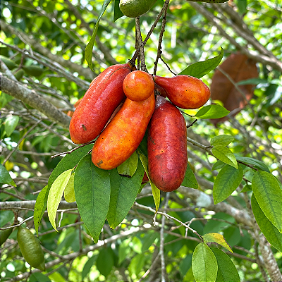 ARATICUM SALSICHA (Meiogyne cylindrocarpa) - Muda com até 60 cm