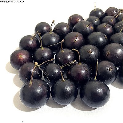JABUTICABA DE CABINHO (Plinia peruviana) - Muda com até 40 cm