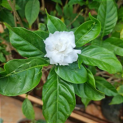 JASMIM CAFÉ (Tabernaemontana divaricata) - Muda com até 40 cm