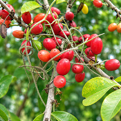 COCÃO (Erythroxylum argentinum) - Muda com até 80 cm