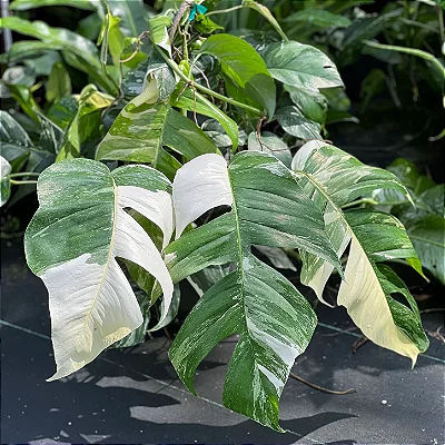 Epipremnum pinnatum variegata - Cuia 21