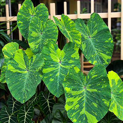 Colocasia Lemon Lime Gecko - Muda com até 80 cm