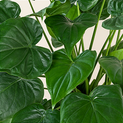 Alocasia cucullata - Pote 17 com até 60 cm