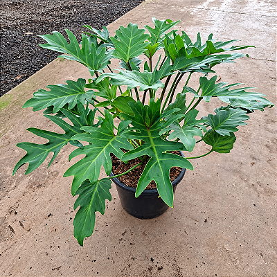XANTAL (Thaumatophyllum Xantal) - Pote 24 - Muda com 50 a 60 cm