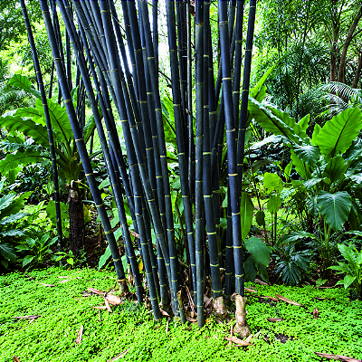 BAMBU PRETO (Phyllostachys nigra) - Muda com 60 a 80 cm