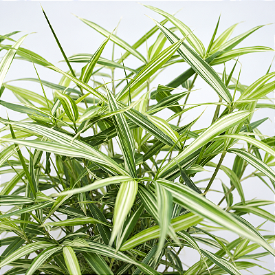 BAMBU LISTRADO (Pleioblastus variegatus) - Muda com 1 metro