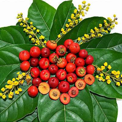MURICI VERMELHO DA AMAZÔNIA (Byrsonima arthropoda) - Muda com até 1 metro