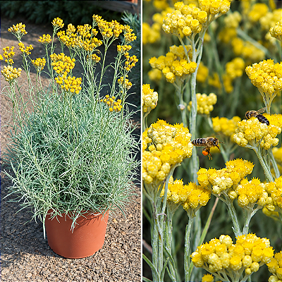 CURRY (Helichrysum italicum) - Muda