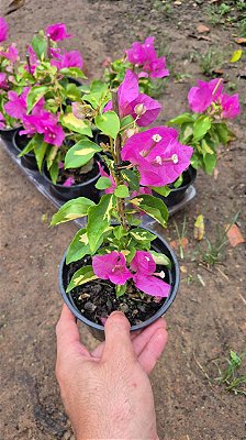 PRIMAVERA MANACÁ (Bougainvillea Mary Palmer) - Pote 12