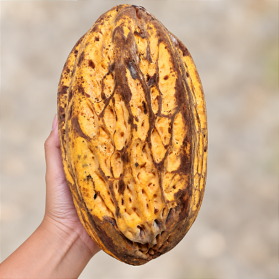 CACAU TIGRE (Theobroma bicolor) - Muda com até 1 metro