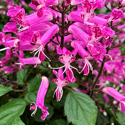 AMETISTA ROSA (Plectranthus VELVET™ Starlet) - Muda com até 40 a 60 cm