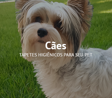 Cães