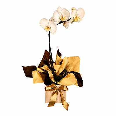 Vaso com Orquídea Phalaenopsis Branca