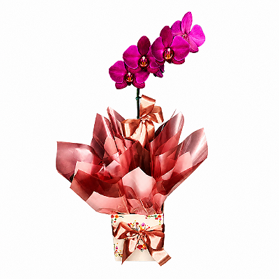 Orquídea Phalaenopsis Lilás