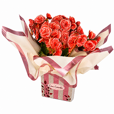 Begônia Dobrada Mescla (Cor de Rosa)