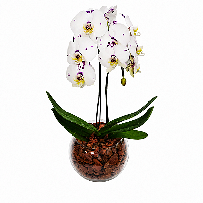 Orquídeas Phalaenopsis Brancas em Aquário