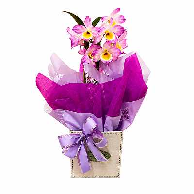 Orquídea Dendro Rosa Mesclada
