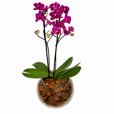 Orquídeas Phalaenopsis Violeta (Mini)