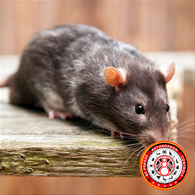 Desratização ( valor sugerido no site antes de fechar serviço consulte vendedor)