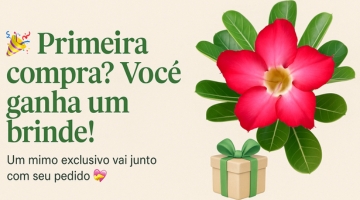 Primeira Compra