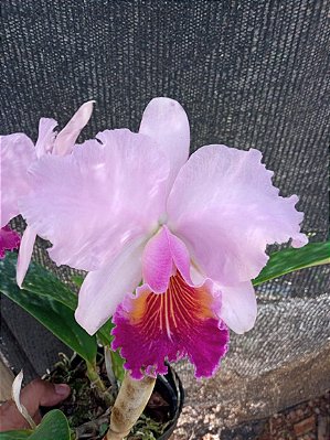 Kit com 4 Cattleya Rosa Flor Grande Pré Adulta (C. lueddemanniana x Lc. Bonanza)