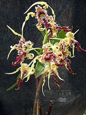 Kit com 4 Dendrobium spectabilis Pré Adulta