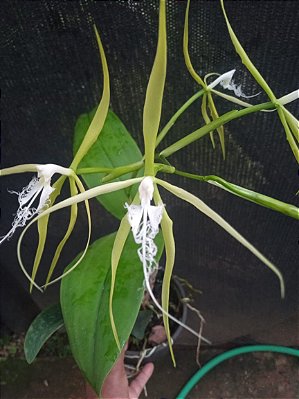 Kit com 4 Coilostylis ciliaris (Epidendrum ciliare) Pré Adulta