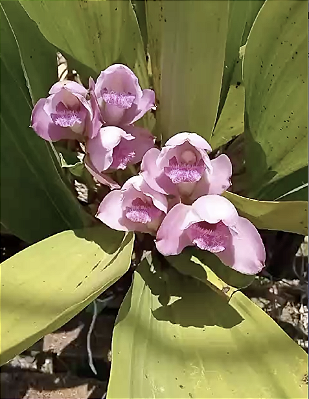 Kit com 4 Bifrenaria tyrianthina Adulta
