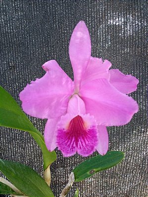 Kit com 4 Cattleya Rosa Flor Grande Pré Adulta (Cattleya luedemanniana x Lc. Nobile's Emotions)