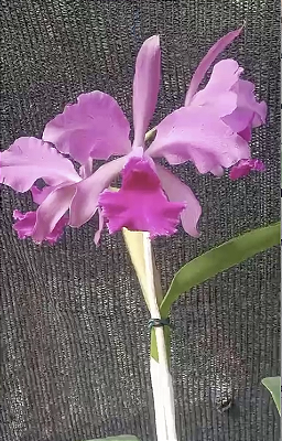 Kit com 4 Cattleya Rosa Flor Média Pré Adulta (Cattleya gaskelliana tipo x C. Leopoldii dark)