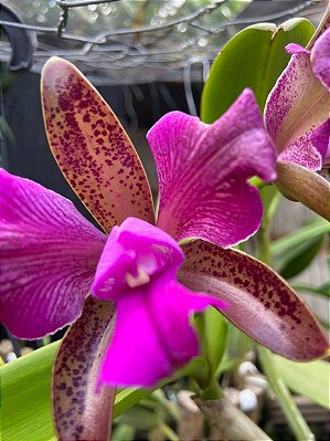 Kit com 4 Cattleya Rosa Flor Média Pré Adulta (Cattleya Leopoldii dark princess x trilabelo)