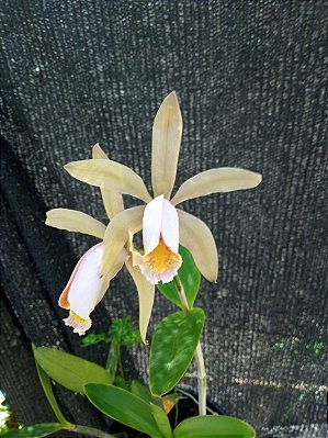 Kit com 4 Cattleya Espécie Flor Média Pré Adulta (Cattleya forbesii)