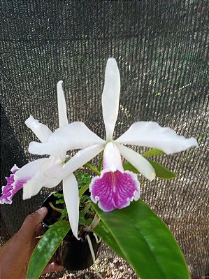 Kit com 4 Cattleya Branca Miolo Rosa Flor Média Pré Adulta (Laelia purpurata x Cattleya corcovado)