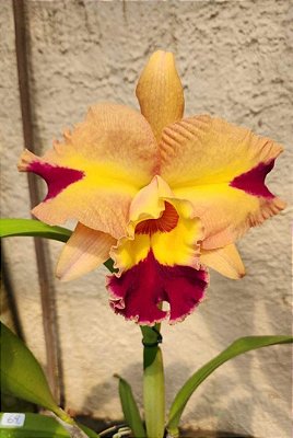 Kit com 4 Cattleya Amarela Colorida Flor Grande Pré Adulta (Blc. Mirian Suzuki x Lc. Recondita Armonia)