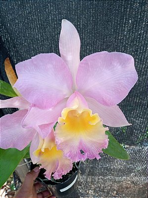Kit com 4 Cattleya Rosa Clara Flor Grande Pré Adulta (Blc. Suzuki's Premiere x Cattleya intermedia)