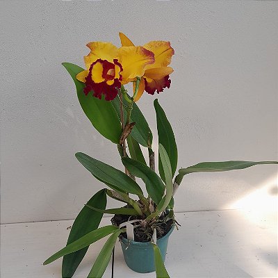 Kit com 4 Cattleya Amarela com Vermelha Flor Grande Pré Adulta (Blc. Chunyeah)