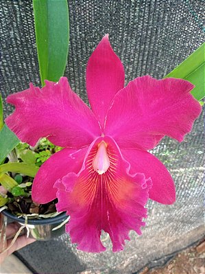 Kit com 4 Cattleya Vermelha Flor Grande Pré Adulta (Blc. Chunyeah x Blc. Jeremy Island)