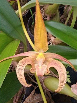 Kit com 4 Bulbophyllum lobbii