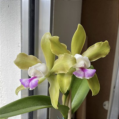 Kit com 4 Cattleya Verde Espécie Flor Média Pré Adulta (Cattleya tigrina "Lilasina")