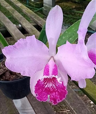 Kit com 4 Cattleya Rosa Flor Grande Pré Adulta (C. lueddemanniana tipo)