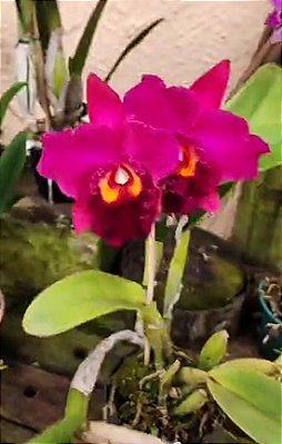 Kit com 4 Cattleya Vermelha Flor Grande Pré Adulta (Brassolaeliocattleya Chunyeah x Marie Magnific)