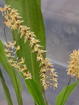 Kit com 4 Dendrochilum gracile