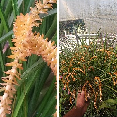 Kit com 4 Dendrochilum wenzelii